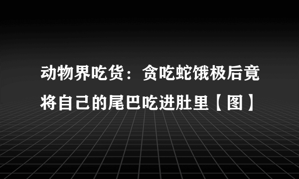 动物界吃货：贪吃蛇饿极后竟将自己的尾巴吃进肚里【图】