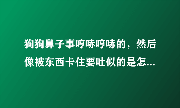 狗狗鼻子事哼哧哼哧的，然后像被东西卡住要吐似的是怎么回事？