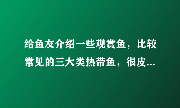 给鱼友介绍一些观赏鱼，比较常见的三大类热带鱼，很皮实易饲养