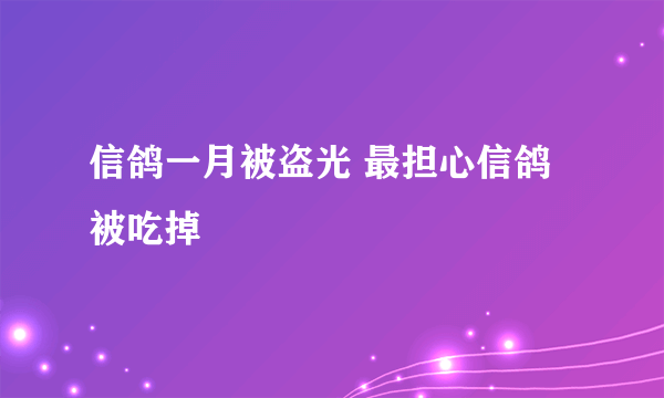 信鸽一月被盗光 最担心信鸽被吃掉