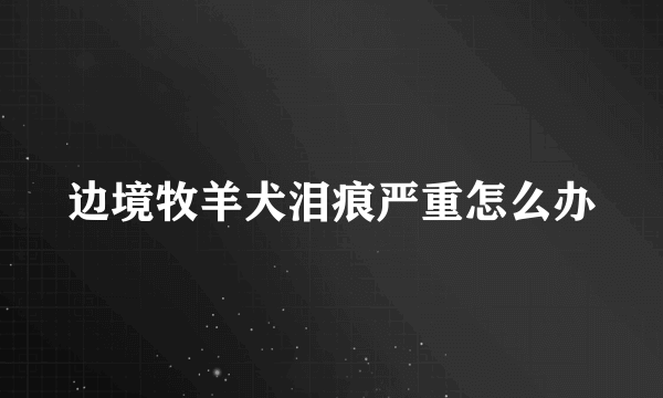 边境牧羊犬泪痕严重怎么办